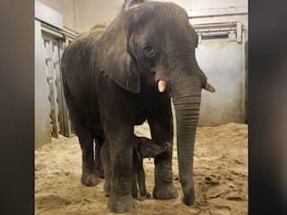 Pasgeboren olifantje Ouwehands Dierenpark dood na aanval eigen moeder
