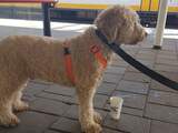 Haagse vermiste hond teruggevonden in trein naar Leiden