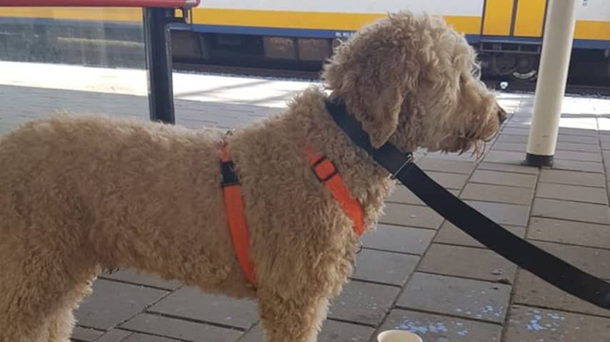 Haagse vermiste hond teruggevonden in trein naar Leiden