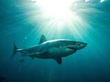 Wetenschappers ontcijferen genetische eigenschappen witte haai