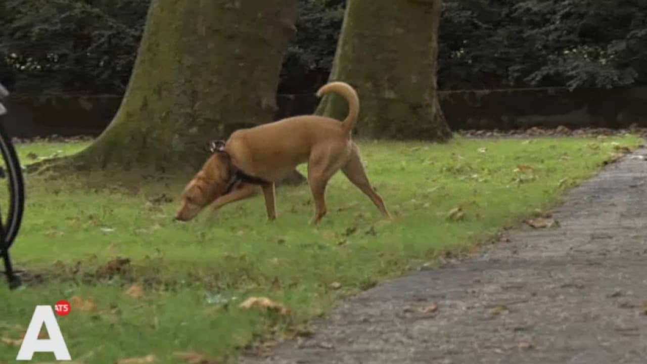 Loslopende hond zet tanden in kuit hardloper