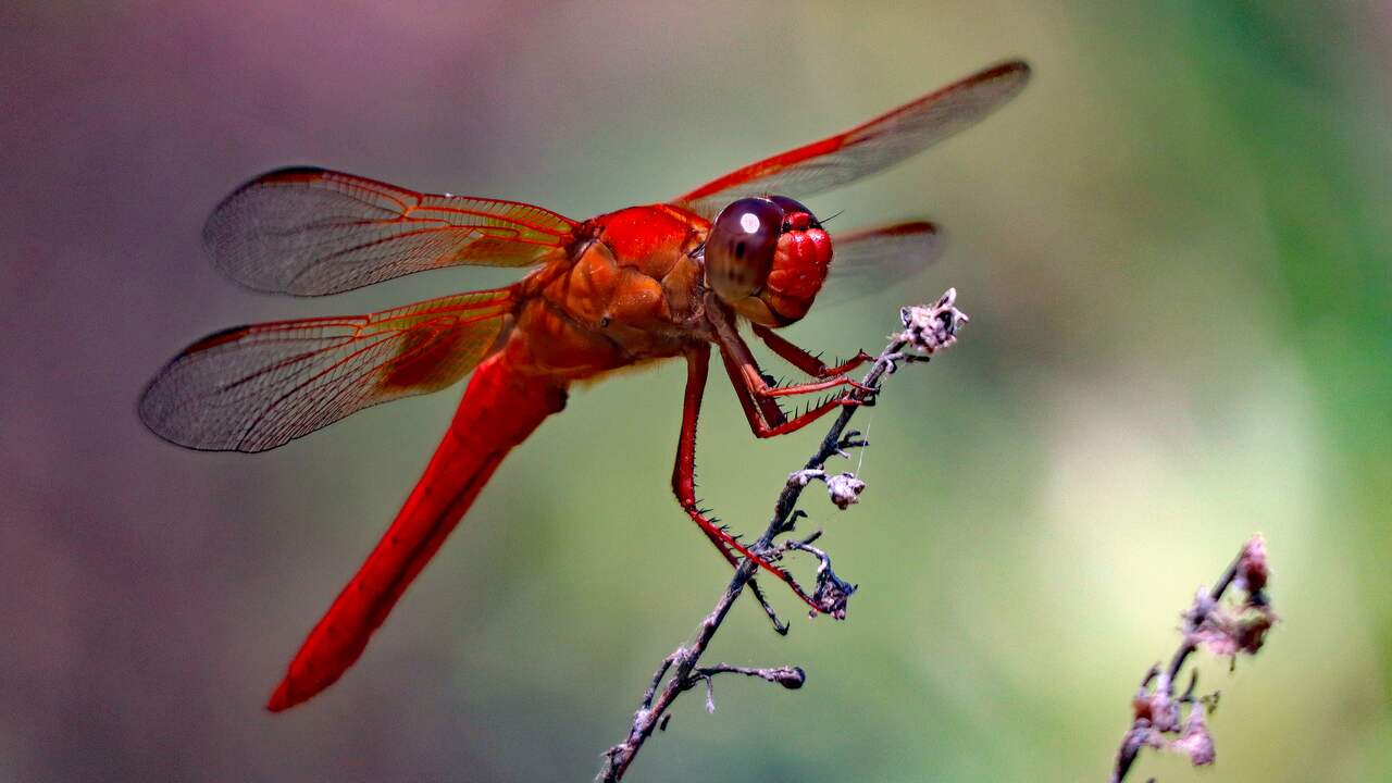 Dragonflies, marine predators, see much faster than humans. |  science