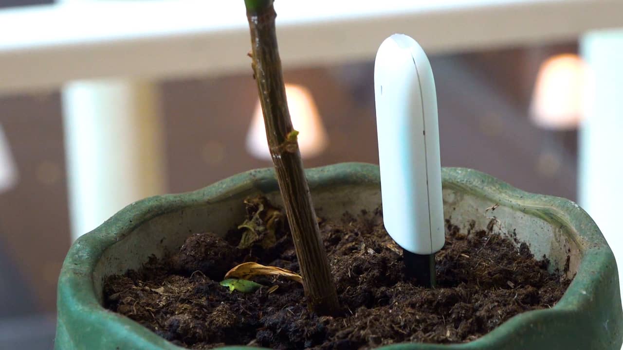 Prul of Praal? Gadget laat plant 'zeuren' om water