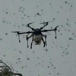 Video | India bestrijdt sprinkhanenplaag met drones