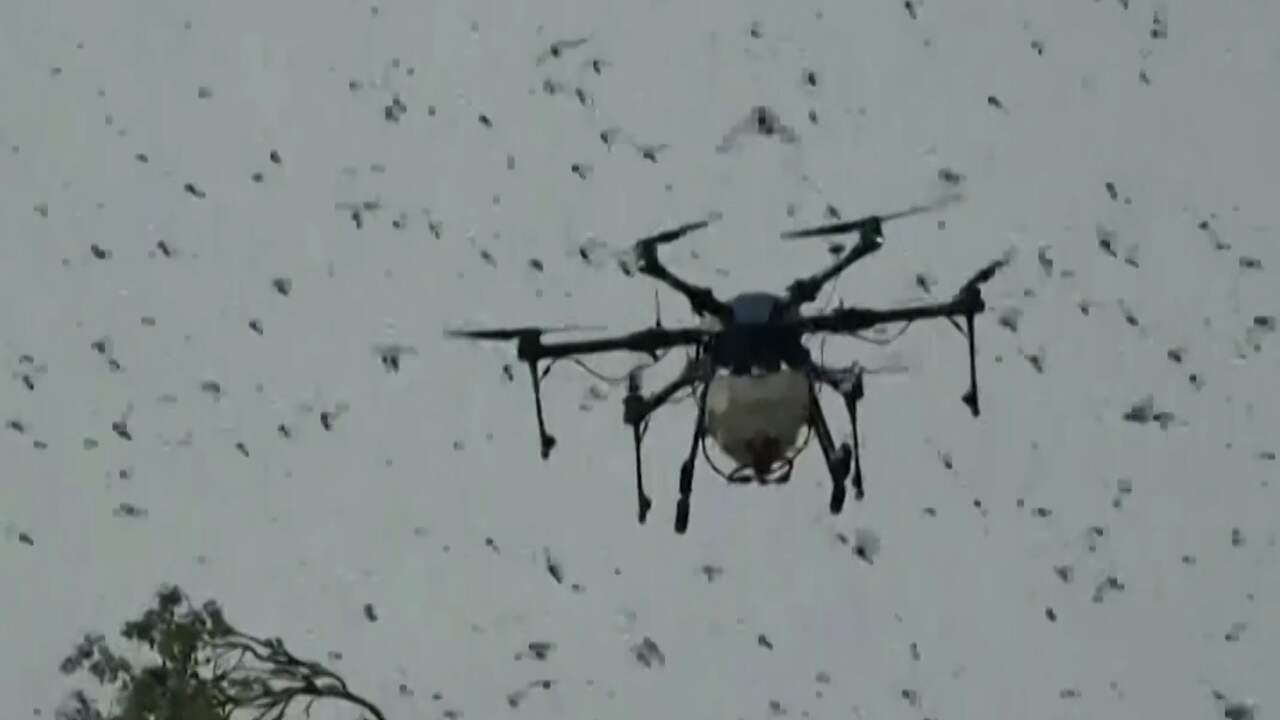 Beeld uit video: India bestrijdt sprinkhanenplaag met drones