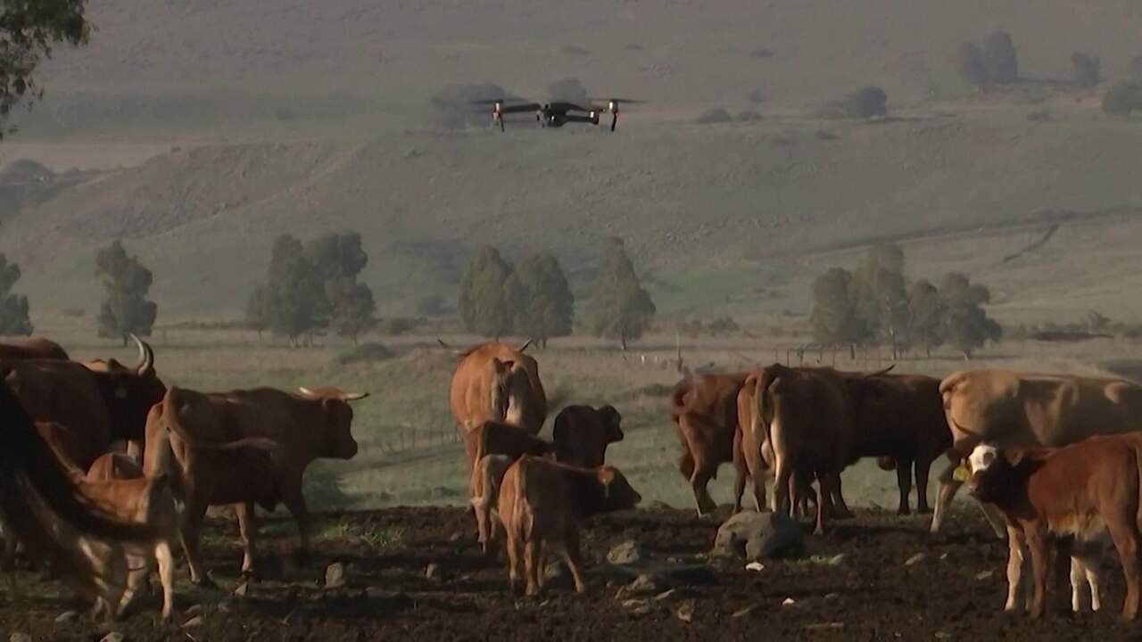 Beeld uit video: Drone van Israëlisch bedrijf hoedt vee: 'Clicken en hoeden'