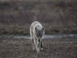 Zweden begonnen met jacht op de wolf: 'Grootste populatie in moderne tijd'