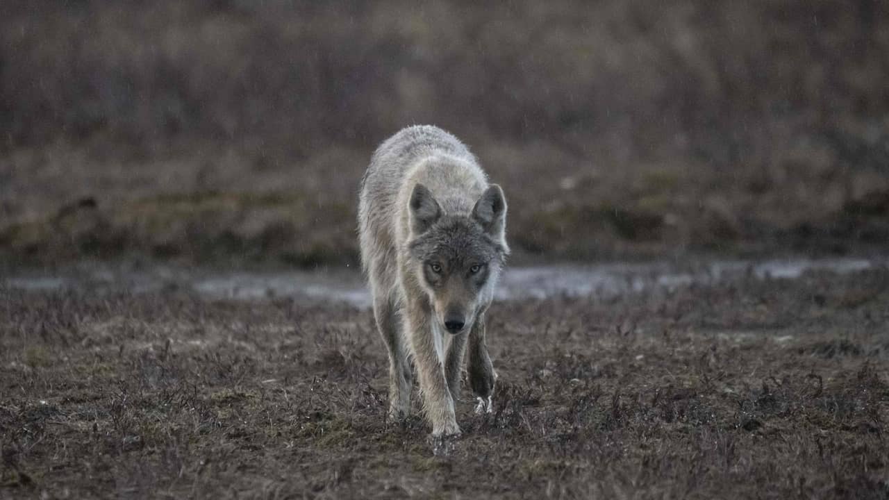 La Svezia inizia la ricerca della “più grande popolazione di lupi nei tempi moderni” |  all’estero