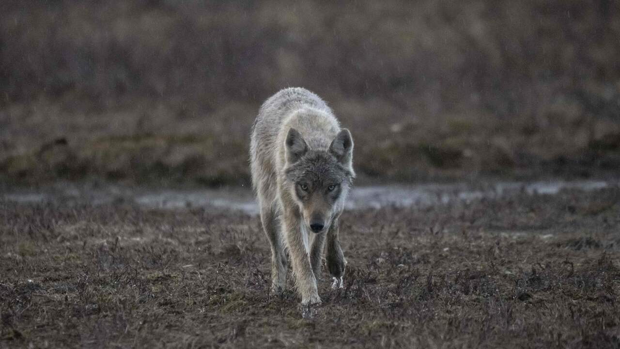 Sweden began hunting the wolf “The largest population in modern times” |  Abroad