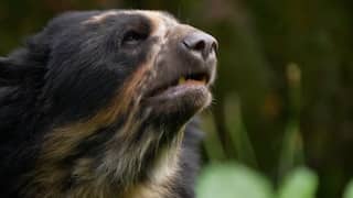 Britse dierentuin verwelkomt zeldzame andesbeer die op Beertje Paddington lijkt