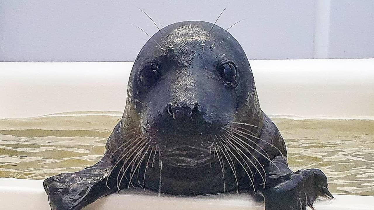 Beeld uit video: Zeer zeldzame zwarte zeehond in opvangcentrum Stellendam