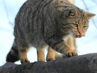 Waarschuwing voor wilde katten in Limburgse bossen