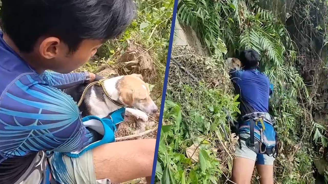 Beeld uit video: Hond gered van steile klif door vrijwilligers in Maleisië