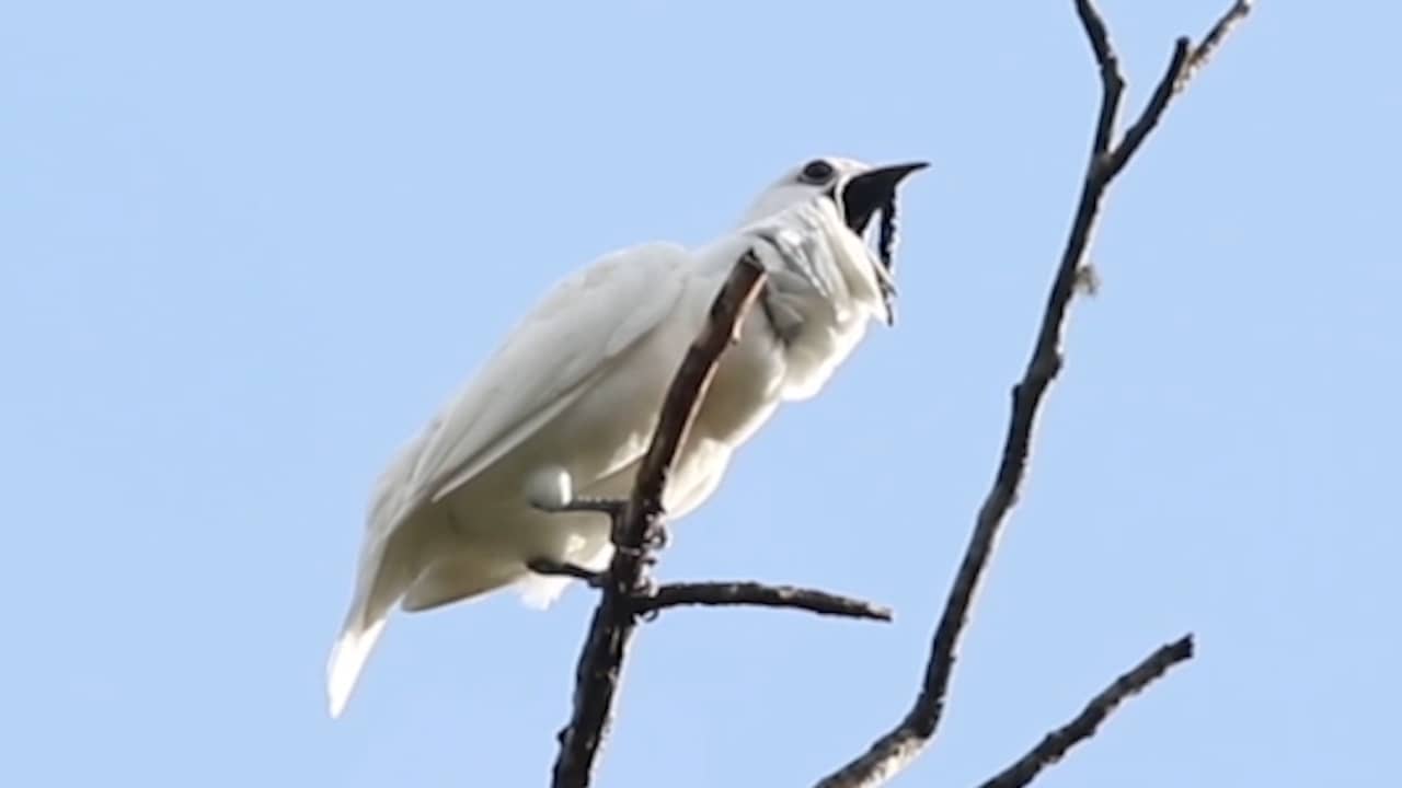 Beluister hier de roep van de witte klokvogel