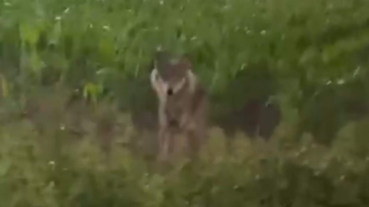 Beeld uit video: Automobilist filmt wolf langs weg in Nijkerk