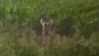Automobilist filmt wolf langs weg in Nijkerk