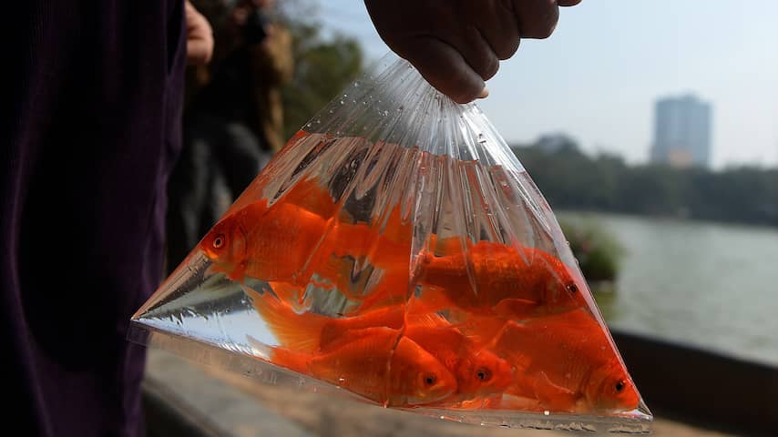 Visser krijgt boete voor vissen met levende goudvis als aas in Weert