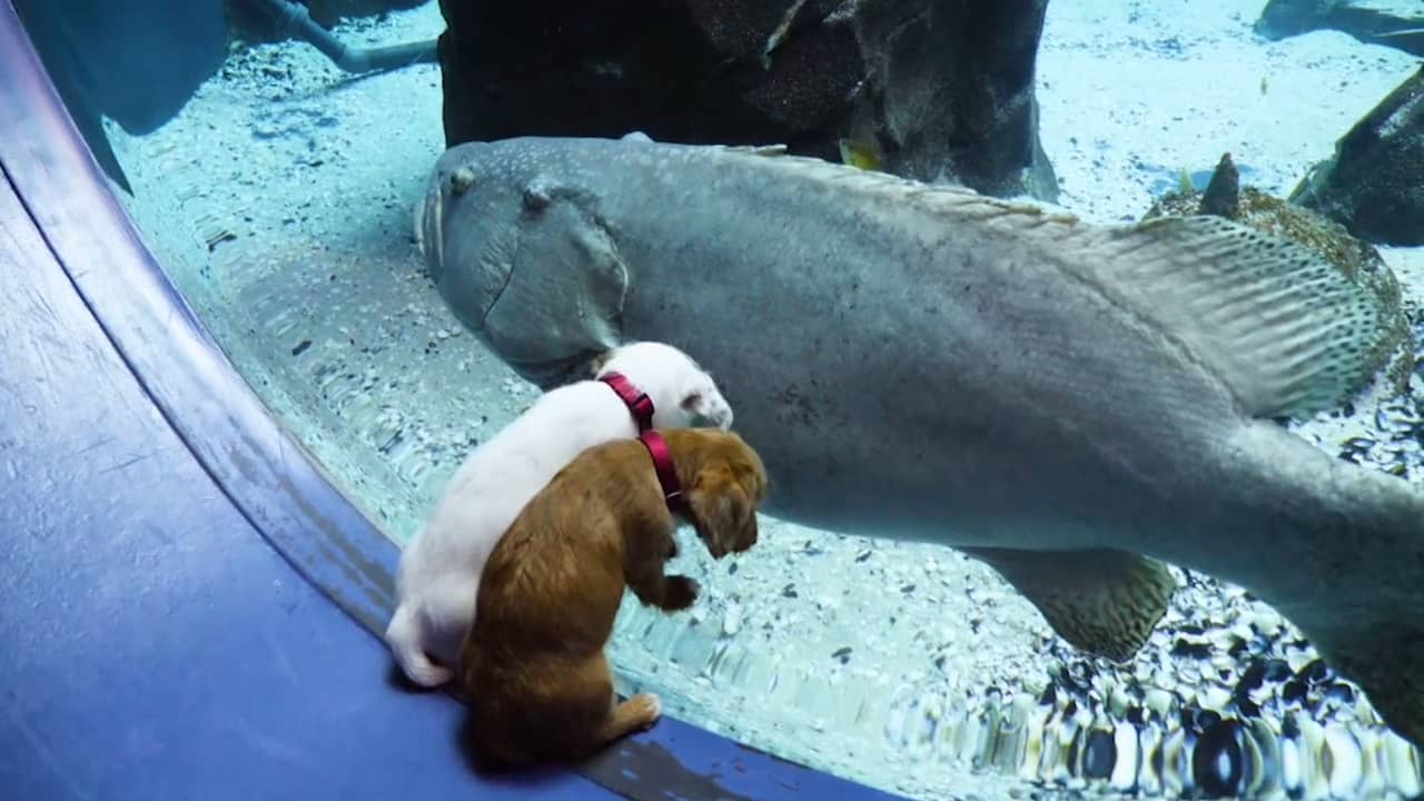 Beeld uit video: Puppies verkennen gesloten aquarium in Atlanta