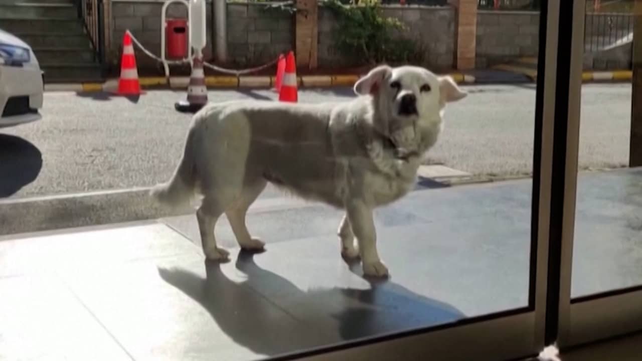 Beeld uit video: Hondje wacht bijna week lang op baasje voor ingang Turks ziekenhuis