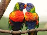Babyboom bij de regenbooglori's in Avifauna