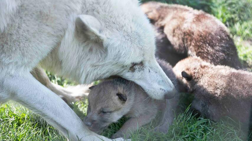 Moederwolf dierentuin Artis overleden