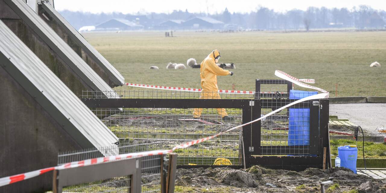 Slachthuis in Oldekerk kan weer open na vogelgriep op boerderij