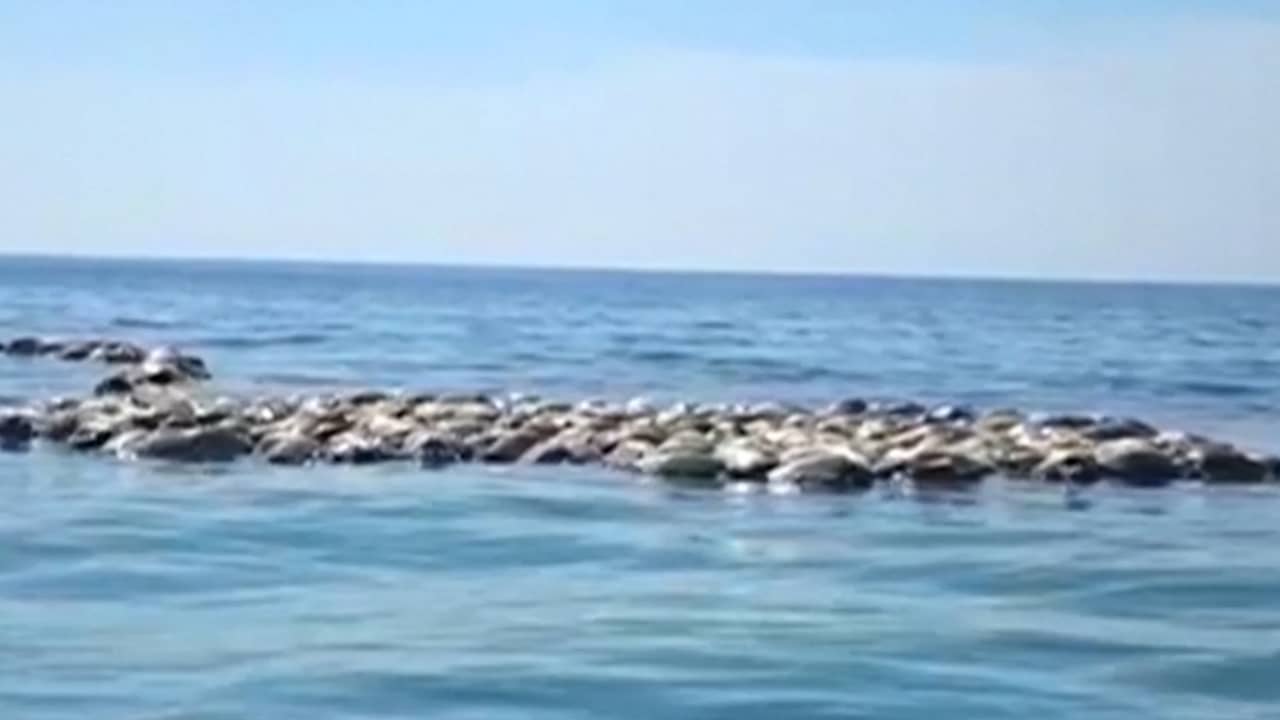Beeld uit video: Vissers vinden honderden dode zeldzame schildpadden bij Mexico