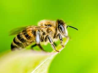 Bijen transporteren stuifmeel tussen lange haren op poten