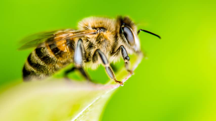 Bijen zoeken minder voedsel in door mensen aangetaste leefgebieden