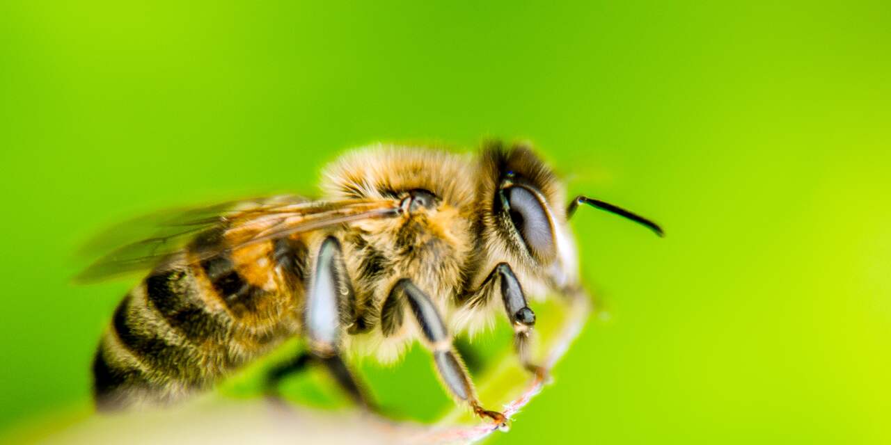 Bijen zijn net als mensen 'links' of 'rechts'