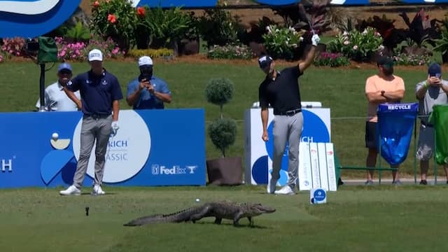 Alligator verstoort op dooie gemak golftoernooi in VS