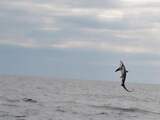 'Zeer zeldzame' uit het water springende voshaai gespot op Noordzee