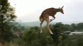 Hert in India maakt gigantische sprong