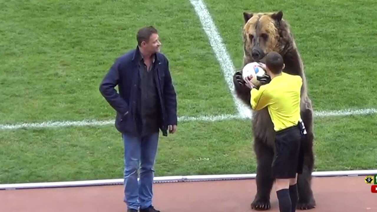 Circusbeer overhandigt wedstrijdbal aan arbiter in Rusland
