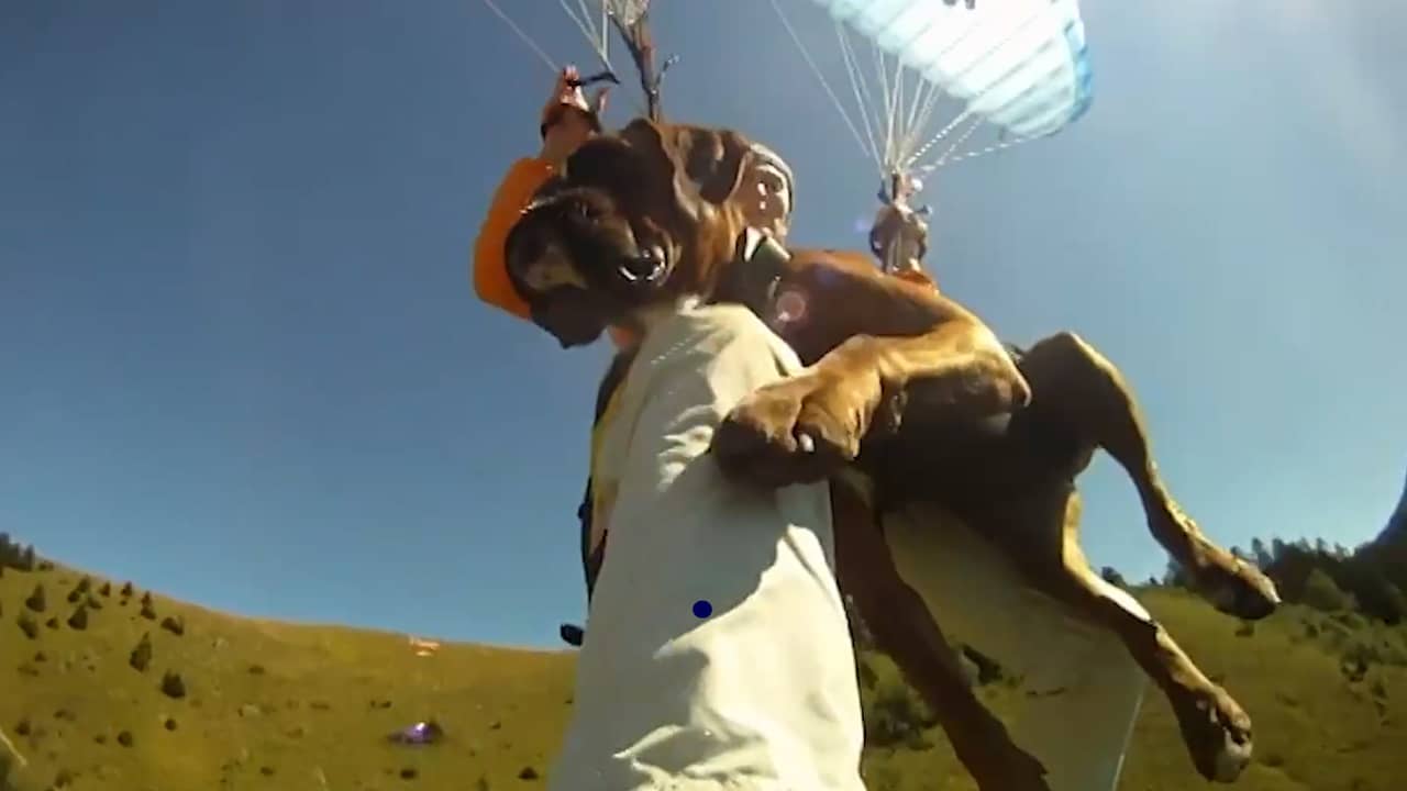 Beeld uit video: Paraglidende oma maakt vijfhonderdste vlucht samen met hond