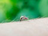 Droogte bezorgt muggen lastige zomer, maar overlast verschilt lokaal