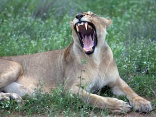 Vier van de vijf ontsnapte leeuwen uit Krugerpark in Zuid-Afrika gevonden