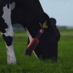 Kunstmatige intelligentie laat boeren koeien begrijpen