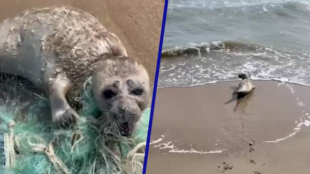 Zeehondenpup verstrikt in net op Russisch strand