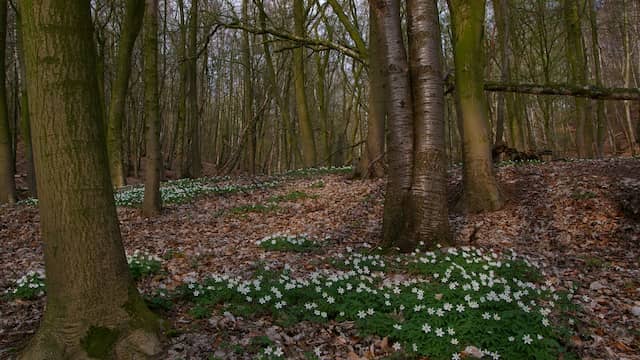 Gevarieerd loofbos op de Veluwe, met naast eik en beuk ook essen en boskers, en op de voorgrond bosanemoon. Ook die voorjaarsbloem komt door verzuring door stikstof steeds minder voor.