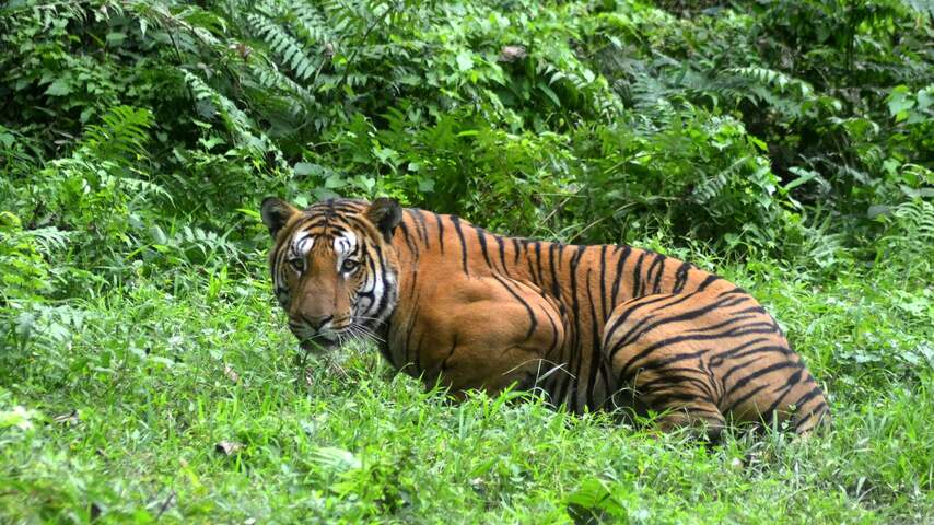Aantal gedode tijgers India nu al hoger dan in 2015