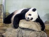 Zondag 23 augustus: Panda Mei Xiang heeft net twee nieuwe baby's gekregen in het Smithsonian's Zoo in Washington. Dit zijn het derde en vierde kind van Mei Xiang.