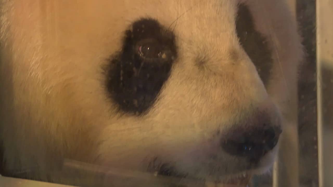 Beeld uit video: Reuzenpanda's gepresenteerd aan belangstellenden op Schiphol