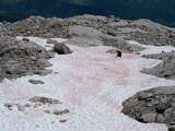 Klimaatverandering kleurt Italiaanse Alpen roze