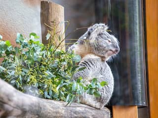 Eerste koala's in Nederland krijgen klimbomen met verwarming