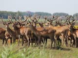 Staatsbosbeheer begonnen met afschieten edelherten Oostvaardersplassen