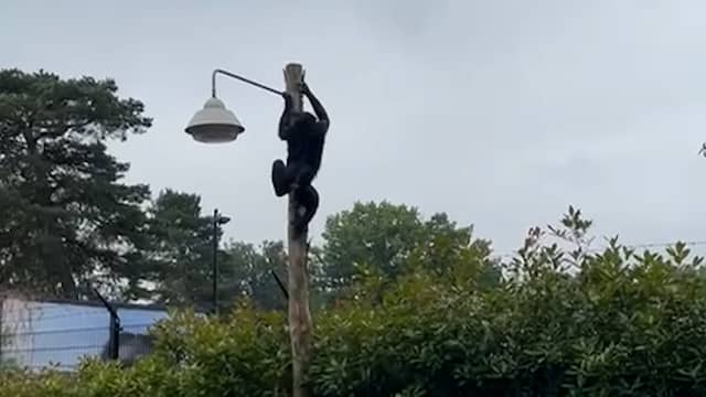 Ontsnapte bonobo hangt hoog in paal in Ouwehands Dierenpark