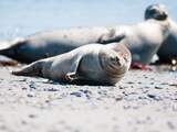 Aantal zeehonden in Waddenzee flink afgenomen, oorzaak nog onduidelijk
