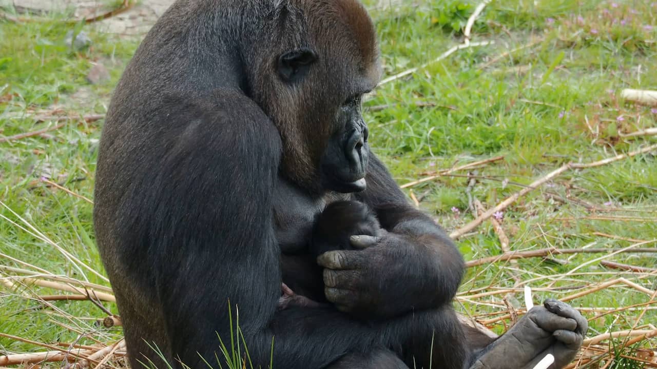 Beeld uit video: Eerste beelden van baby gorilla in Beekse Bergen