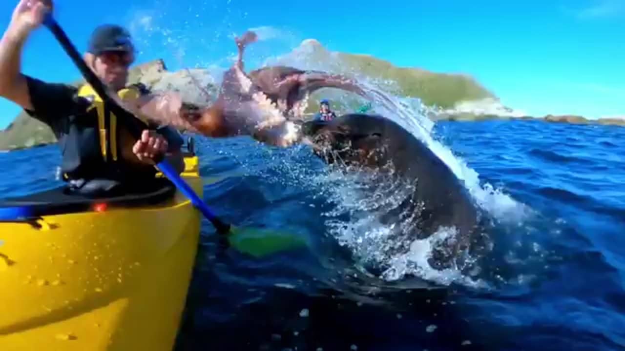 Beeld uit video: Zeeleeuw slaat kajakker in gezicht met octopus in Nieuw-Zeeland